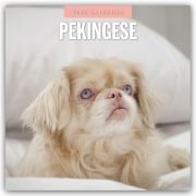 Pekingese - Pekinese - Peking Palasthund 2026 - 16-Monatskalender - Robin Red