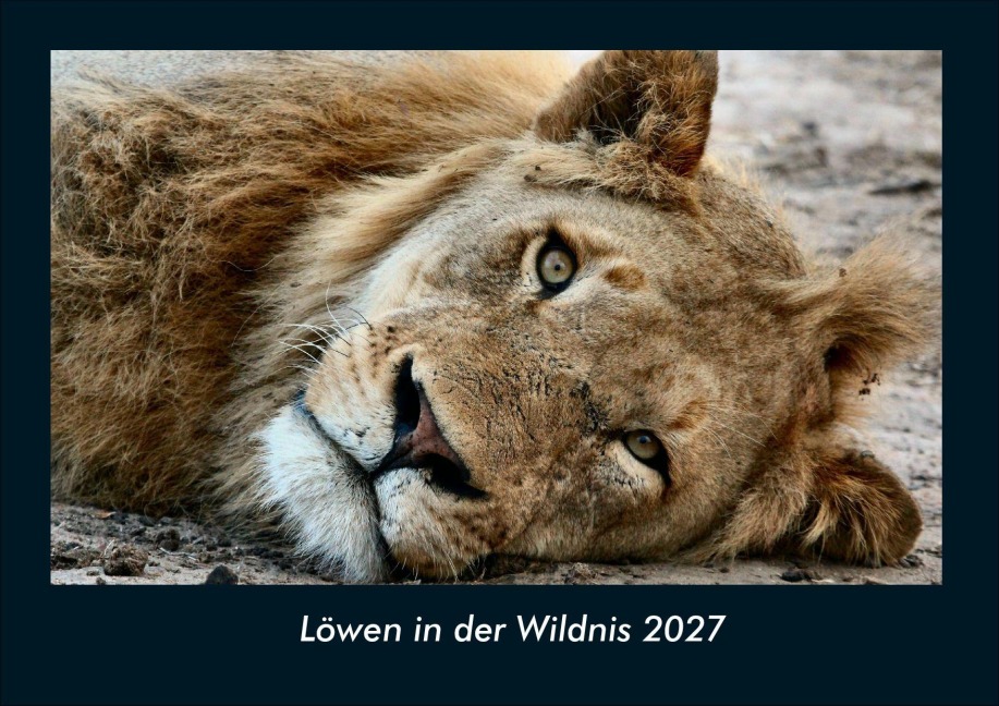 Löwen in der Wildnis 2027 Fotokalender DIN A4 - Tobias Schmitt, Kevin Heber
