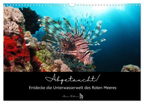 Abgetaucht! Entdecke die Unterwasserwelt des Roten Meeres (Wandkalender 2025 DIN A3 quer), CALVENDO Monatskalender - Susann und Felix Roßbach