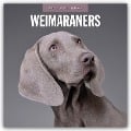 Weimaraners - Weimaraner 2025 - 16-Monatskalender - 