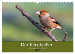 Cover-Bild zum Titel 'Der Kernbeißer und seine gefiederten Gesellen (Wandkalender 2026 DIN A3 quer), CALVENDO Monatskalender' von 'Ursula Di Chito'