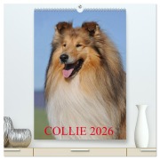 Cover-Bild zum Titel 'Collie 2026 (hochwertiger Premium Wandkalender 2026 DIN A2 hoch), Kunstdruck in Hochglanz' von 'Sigrid Starick'