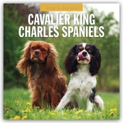 Cover-Bild zum Titel 'Cavalier King Charles Spaniels - Cavalier King Charles Spaniel 2026 - 16-Monatskalender' von 'Robin Red'
