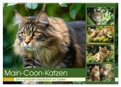 Main-Coon-Katzen. Die imposanten Waldkatzen im Garten (Wandkalender 2026 DIN A2 quer), CALVENDO Monatskalender - Rose Hurley
