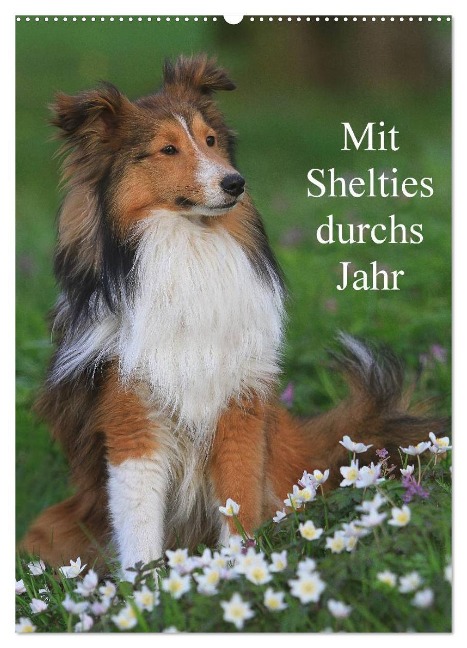 Mit Shelties durchs Jahr (Wandkalender 2025 DIN A2 hoch), CALVENDO Monatskalender - Marion Reiß - Seibert