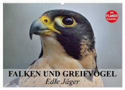 Cover-Bild zum Titel 'Falken und Greifvögel - Edle Jäger (Wandkalender 2026 DIN A2 quer), CALVENDO Monatskalender' von 'Elisabeth Stanzer'