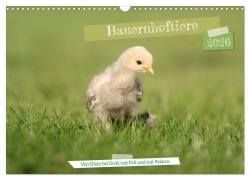 Bauernhoftiere - Von Klein bis Groß, mit Fell und mit Federn. (Wandkalender 2026 DIN A3 quer), CALVENDO Monatskalender - Angela Merk