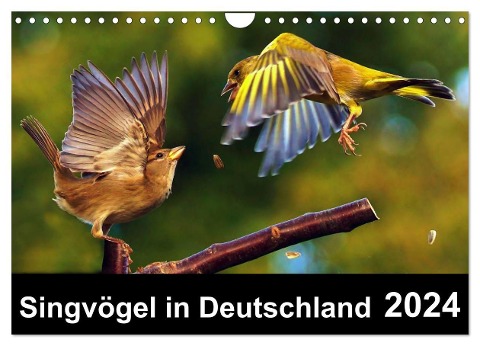 Singvögel in Deutschland (Wandkalender 2024 DIN A4 quer), CALVENDO Monatskalender - Lutz Klapp