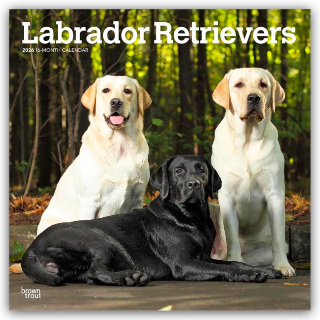 Labrador Retrievers - Labrador Retriever 2026 - 16-Monatskalender - Browntrout Publishers