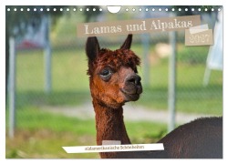 Cover-Bild zum Titel 'Lamas und Alpakas - südamerikanische Schönheiten (Wandkalender 2027 DIN A4 quer), CALVENDO Monatskalender' von 'Jessica Meisenzahl'