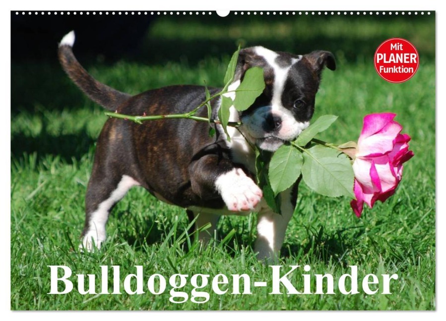 Bulldoggen-Kinder (Wandkalender 2026 DIN A2 quer), CALVENDO Monatskalender - Elisabeth Stanzer