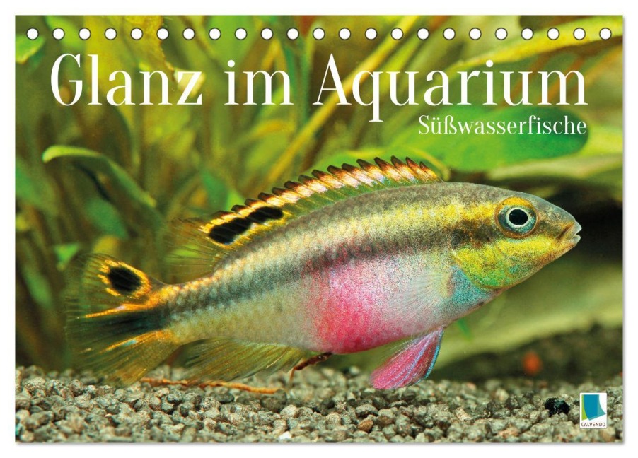 Glanz im Aquarium: Süßwasserfische (Tischkalender 2026 DIN A5 quer), CALVENDO Monatskalender - Calvendo Calvendo