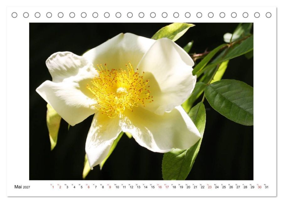 InsideView 10