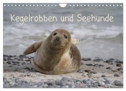Cover-Bild zum Titel 'Kegelrobben und Seehunde (Wandkalender 2027 DIN A4 quer), CALVENDO Monatskalender' von 'Antje Lindert-Rottke'
