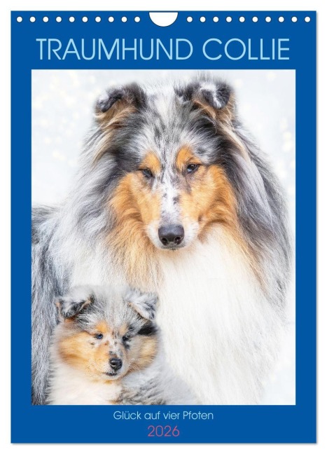 Traumhund Collie - Glück auf vier Pfoten (Wandkalender 2026 DIN A4 hoch), CALVENDO Monatskalender - Sigrid Starick