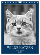 Wilde Katzen - Korsikas Samtpfoten (Wandkalender 2026 DIN A4 hoch), CALVENDO Monatskalender - Claudia Schimmack