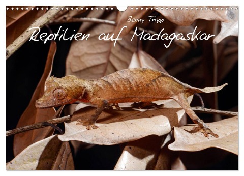 Reptilien auf Madagaskar (Wandkalender 2024 DIN A3 quer), CALVENDO Monatskalender - Benny Trapp