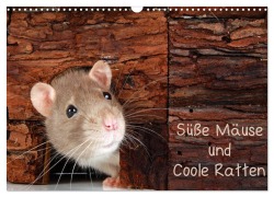 Cover-Bild zum Titel 'Süße Mäuse und Coole Ratten (Wandkalender 2026 DIN A3 quer), CALVENDO Monatskalender' von 'Klaus Eppele'