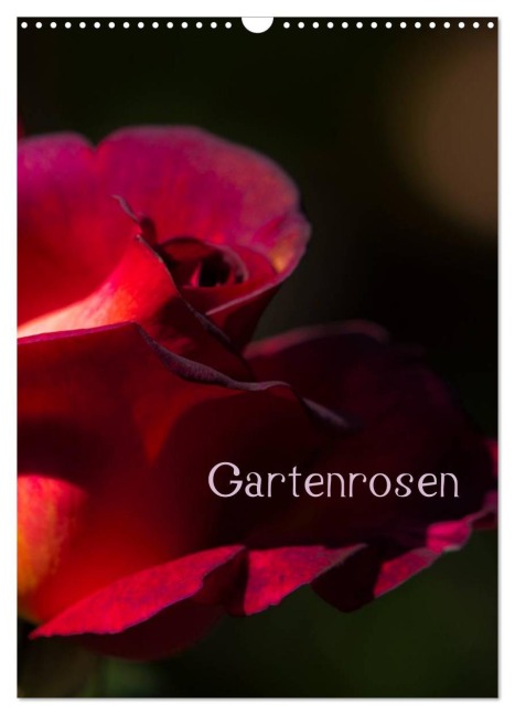 Gartenrosen (Wandkalender 2026 DIN A3 hoch), CALVENDO Monatskalender - Erwin Renken