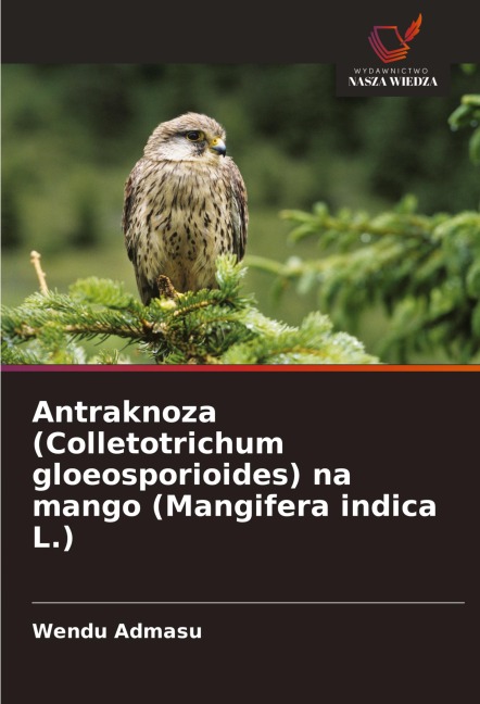 Antraknoza (Colletotrichum gloeosporioides) na mango (Mangifera indica L.) - Wendu Admasu