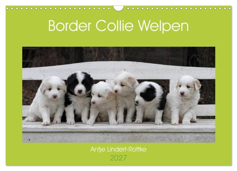 Border Collie Welpen (Wandkalender 2027 DIN A3 quer), CALVENDO Monatskalender - Antje Lindert-Rottke