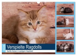 Cover-Bild zum Titel 'Verspielte Ragdolls -Sanfte Katzen in seidigem Haarkleid (Wandkalender 2026 DIN A3 quer), CALVENDO Monatskalender' von 'Fotodesign Verena Scholze'
