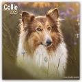 Collie 2025 - 16-Monatskalender - Avonside Publishing Ltd
