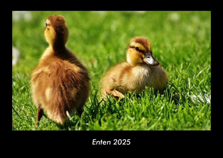 Enten 2025 Fotokalender DIN A3 - Tobias Becker